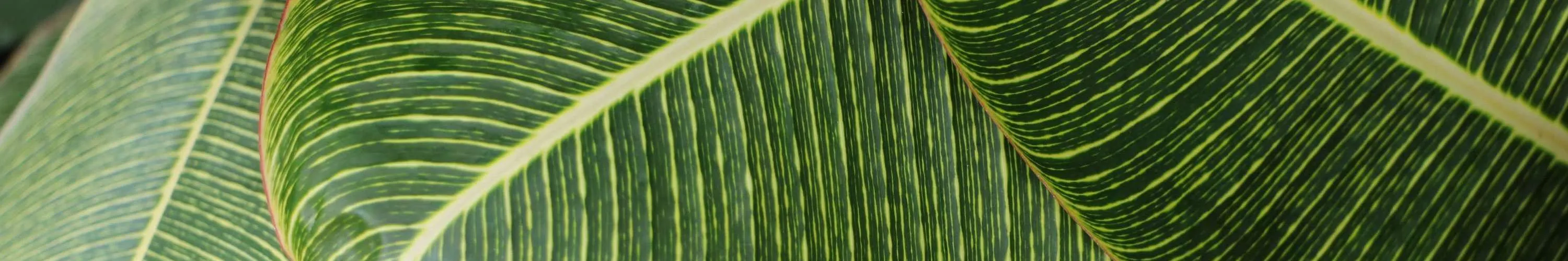 plants and leaves background